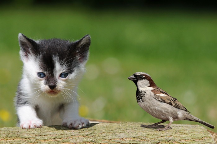 子猫と小鳥