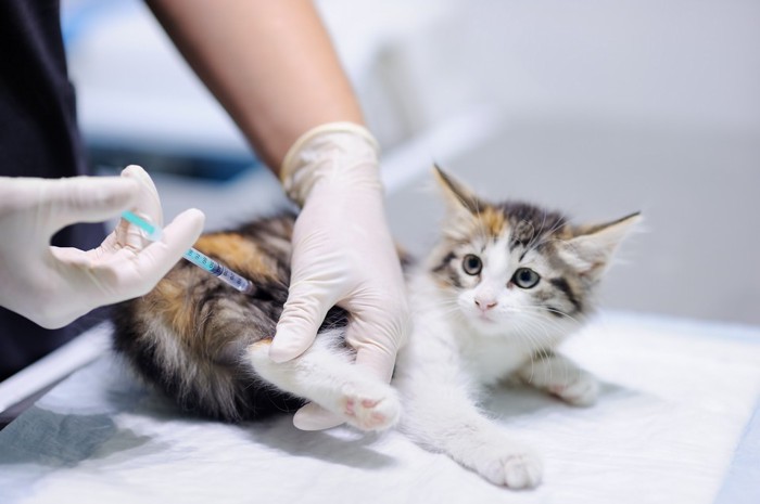 子猫の予防接種