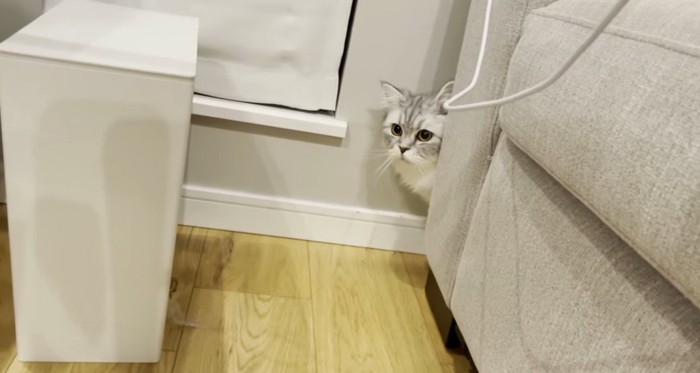 部屋の隅に隠れる猫