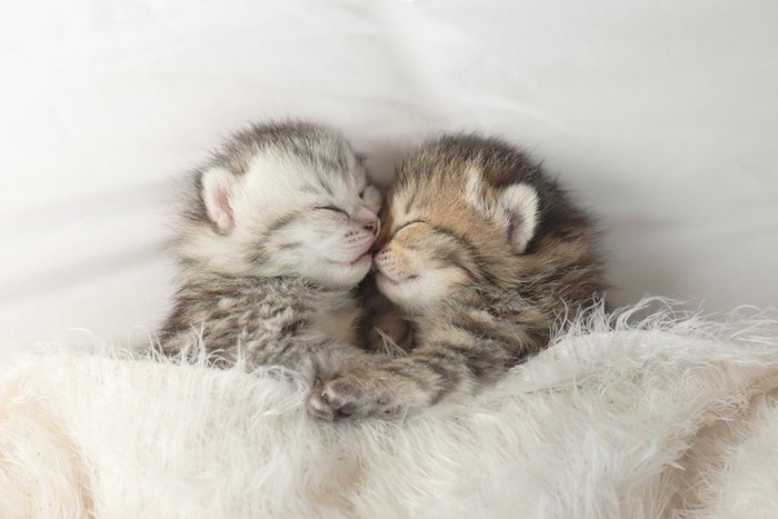 くっついて眠る二匹の子猫