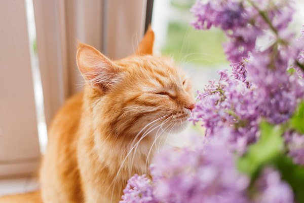 花の匂いを嗅ぐ茶トラ猫
