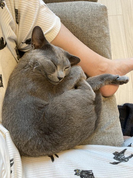 飼い主さんの脚の間で熟睡する猫