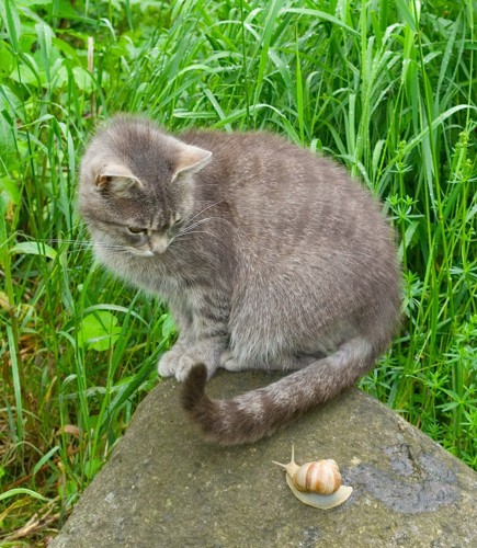 石の上でカタツムリを見つめる猫