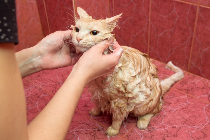 洗い流さないシャンプーをされた猫
