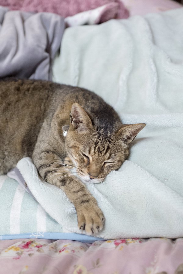 布団の上で手を伸ばして眠る老猫