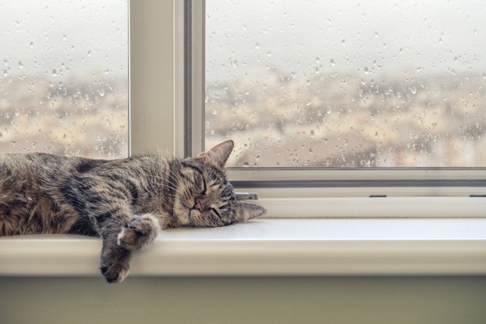 窓で寝ている猫