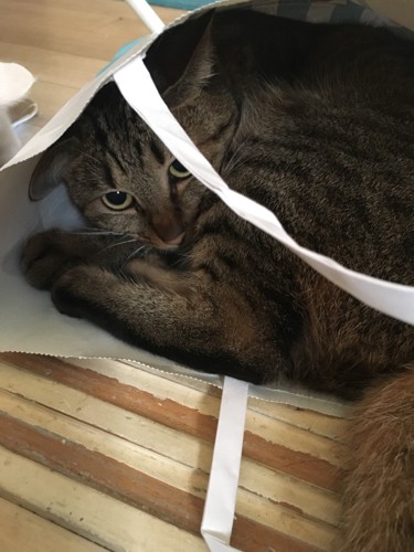 袋の中に隠れている猫
