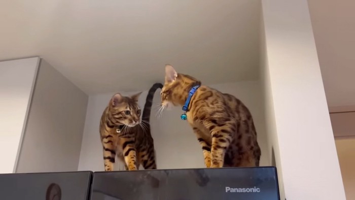 冷蔵庫の上の2匹の猫
