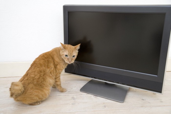 テレビの前に居る猫
