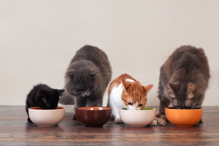 それぞれのお皿で餌を食べる4匹の猫