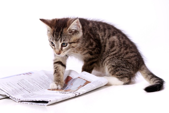 新聞と子猫