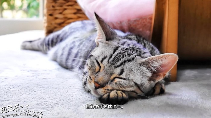 前足を枕にして寝る猫
