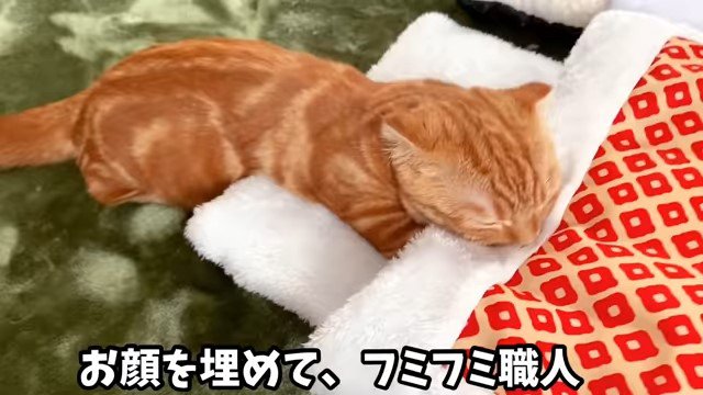 猫布団でフミフミする猫