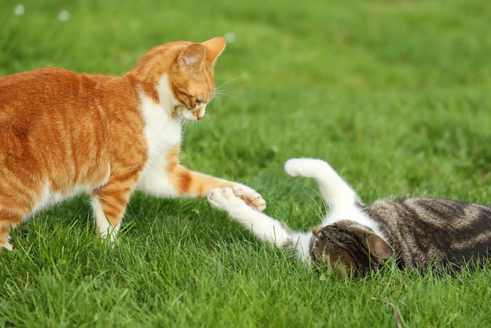 芝生の上でじゃれ合う二匹の猫