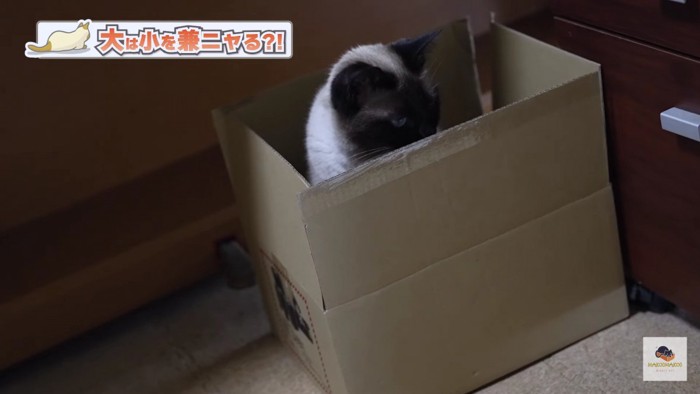 箱の中のシャム猫