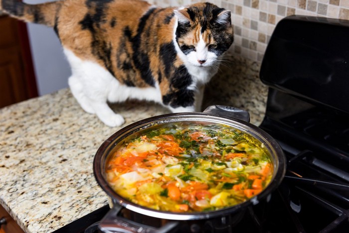 コンロの近くで鍋を覗く猫