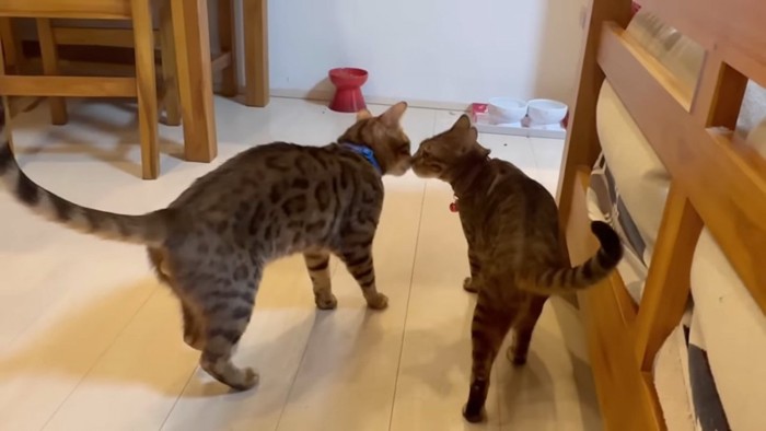 鼻と鼻をくっつける2匹の猫