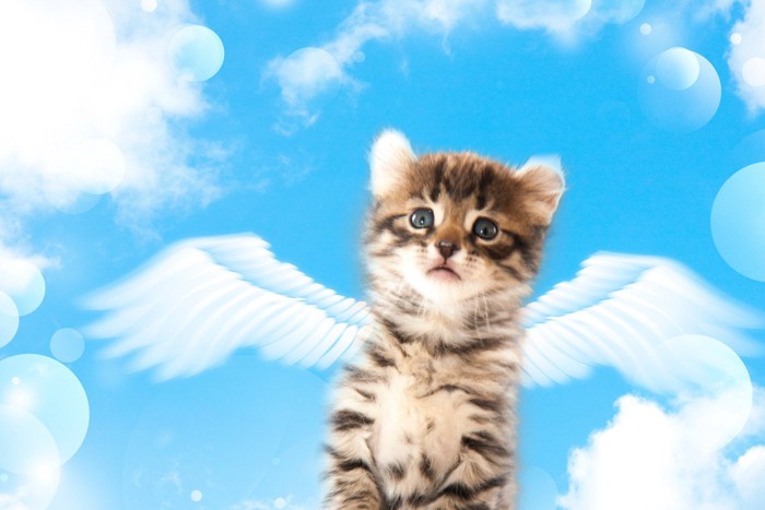 青空に飛ぶ猫天使