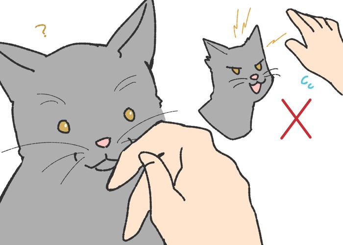 猫を触る時は手を下から近づける