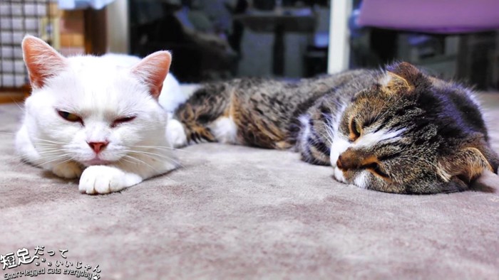 寝ている2匹の猫