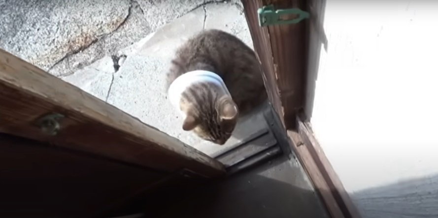 戸の外のキジトラ猫