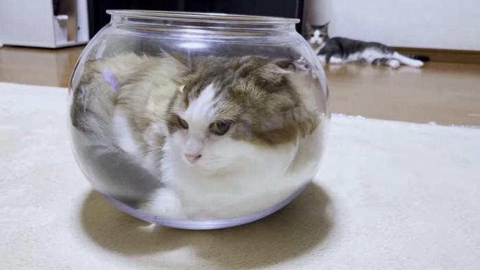 猫鉢の長毛猫
