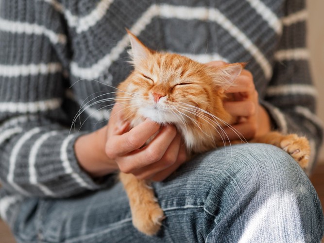 飼い主の膝の上で甘える茶トラ猫