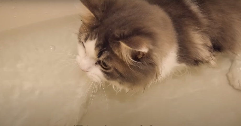 お湯の入った浴槽の中の猫