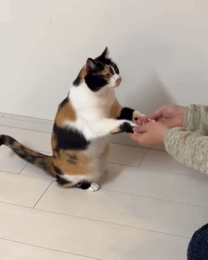 人を手を繋ぐ猫