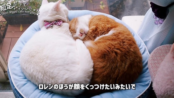 白猫に頭をくっつけて寝る猫