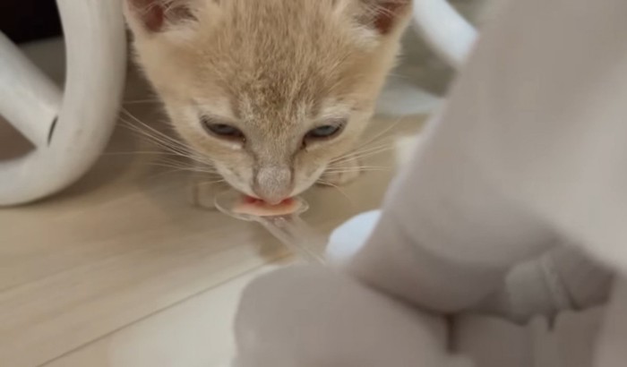 薬の入った餌を食べる猫