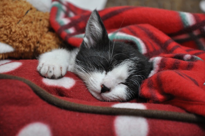 毛布で寝ている子猫