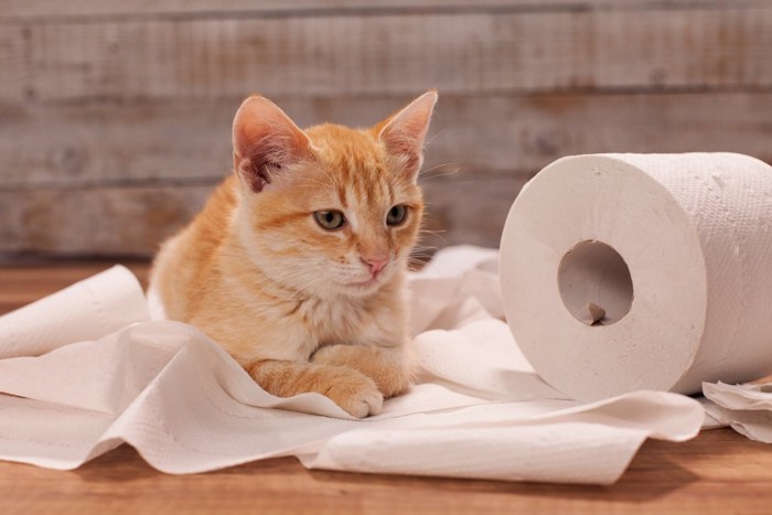トイレットペーパーをイタズラする猫
