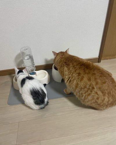 ごはんを食べる2匹の猫