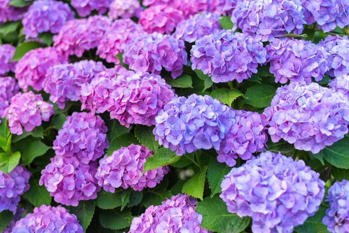 たっぷりと咲く紫陽花