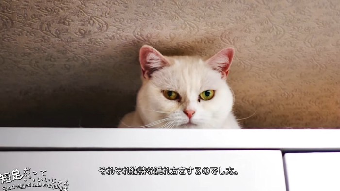 棚の上にいる猫
