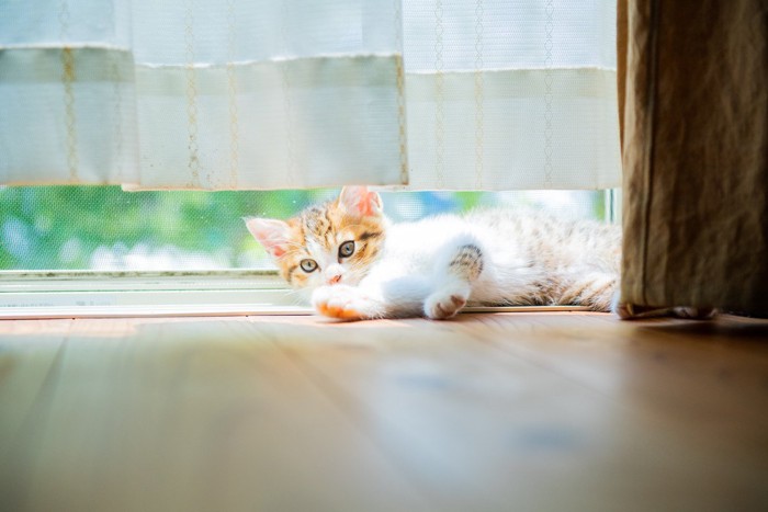 カーテンの下から覗く猫