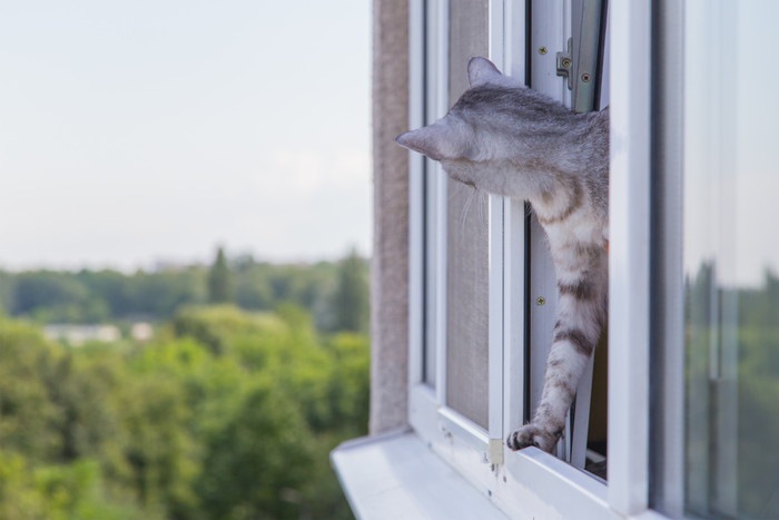 窓から外を覗く猫の写真