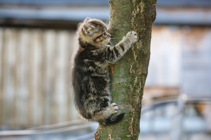 木にしがみ付いている子猫
