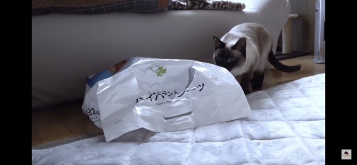 袋のにおいを嗅ぐ猫