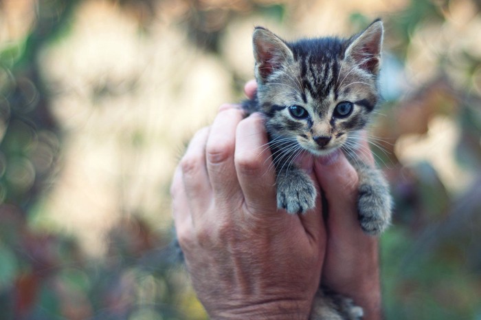 子猫を抱いた男性