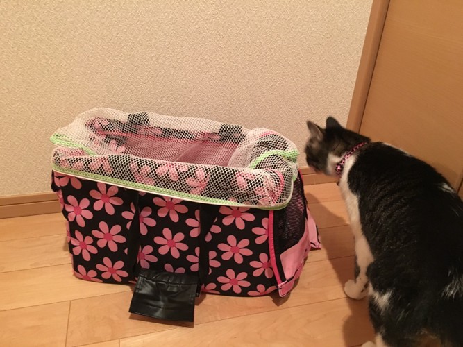 洗濯ネットをかけたキャリーバッグと猫