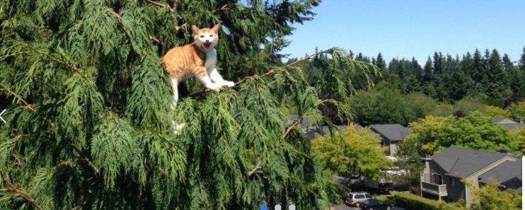 高い木の上の猫