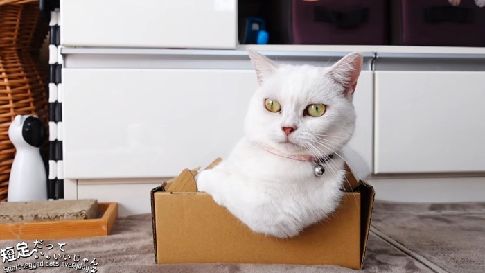 壊れそうな箱に入る猫