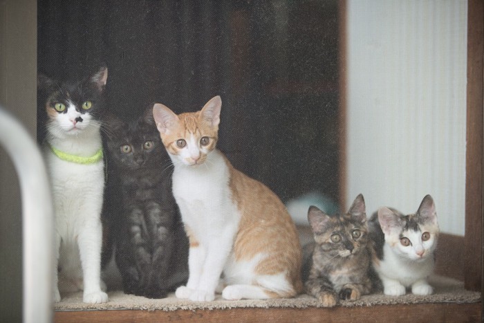 外を見る集団でいる猫