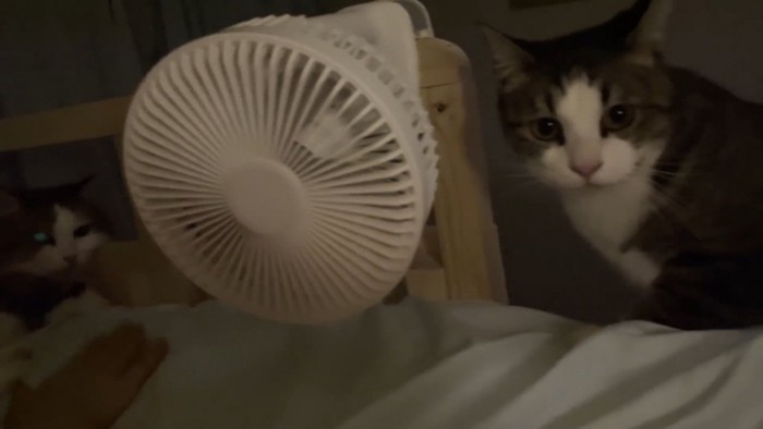 扇風機の横にいる猫