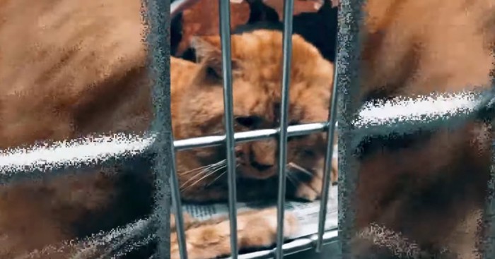 ケージの中で眠るチャトラ猫
