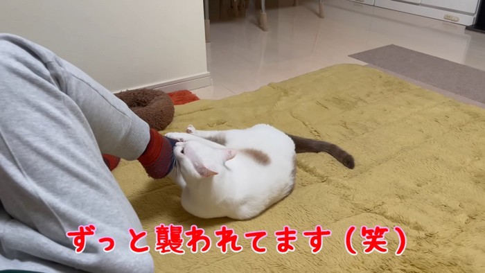 人の足を噛む猫