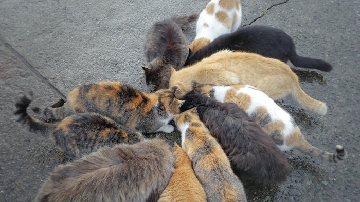 餌を食べるたくさんの野良猫たち