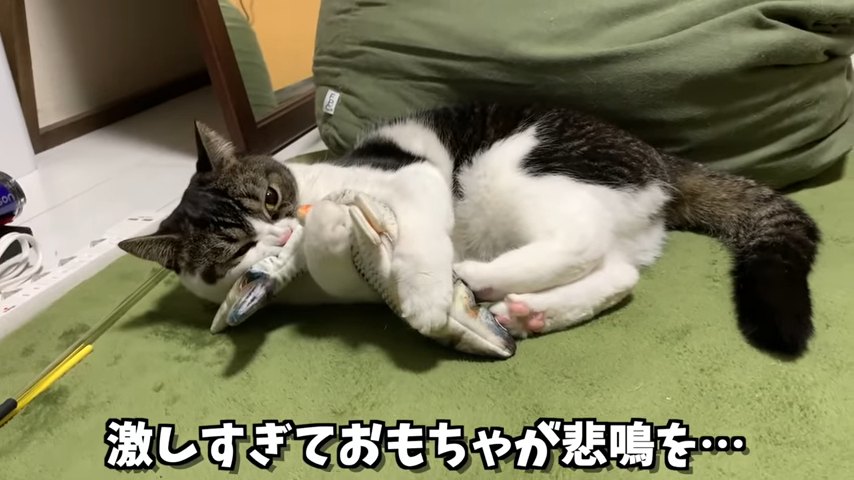 魚のおもちゃを折り曲げて抱える猫